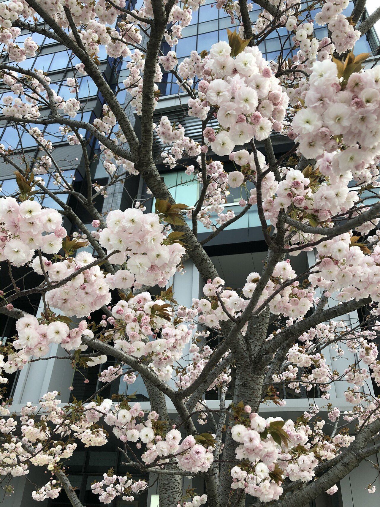 もう八重桜が満開 風に揺れる桜が ふわふわ ふるふる なんだか鈴のよう めっちゃ美しくて 双子大喜び 写真撮る人もたくさん 澄恵 Note もう八重桜が満開 風に揺れる桜が ふわふわ ふるふる なんだか鈴のよう めっちゃ美しくて 双子大喜び 写真撮る人もたくさん 澄恵 Note