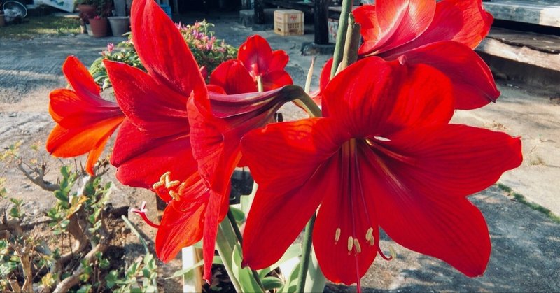 １月２０日 アマリリス 蛙蝉驢犬 Note