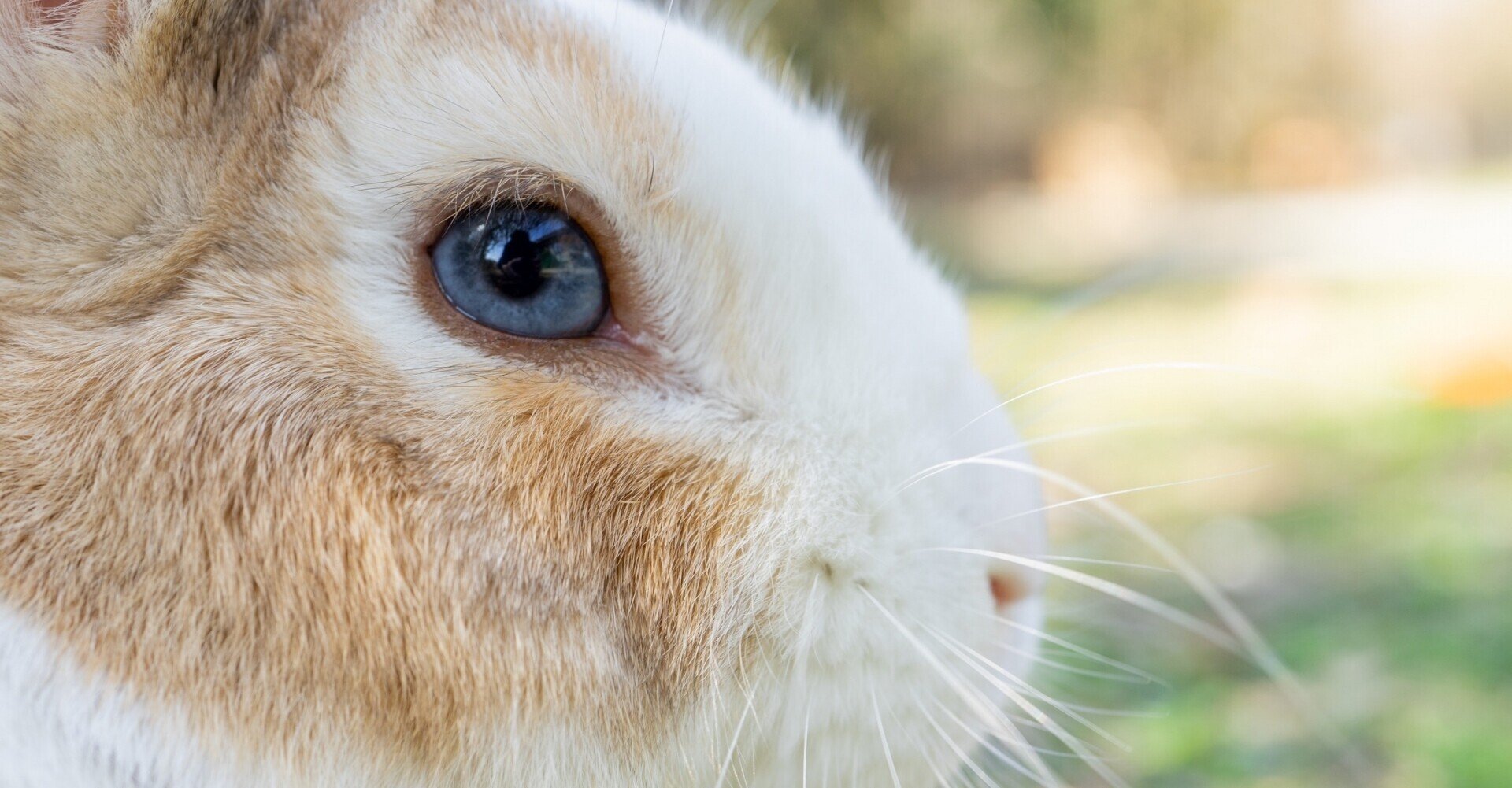 女性社長と殺人ウサギ 河村シゲル 夢 千一夜 Note