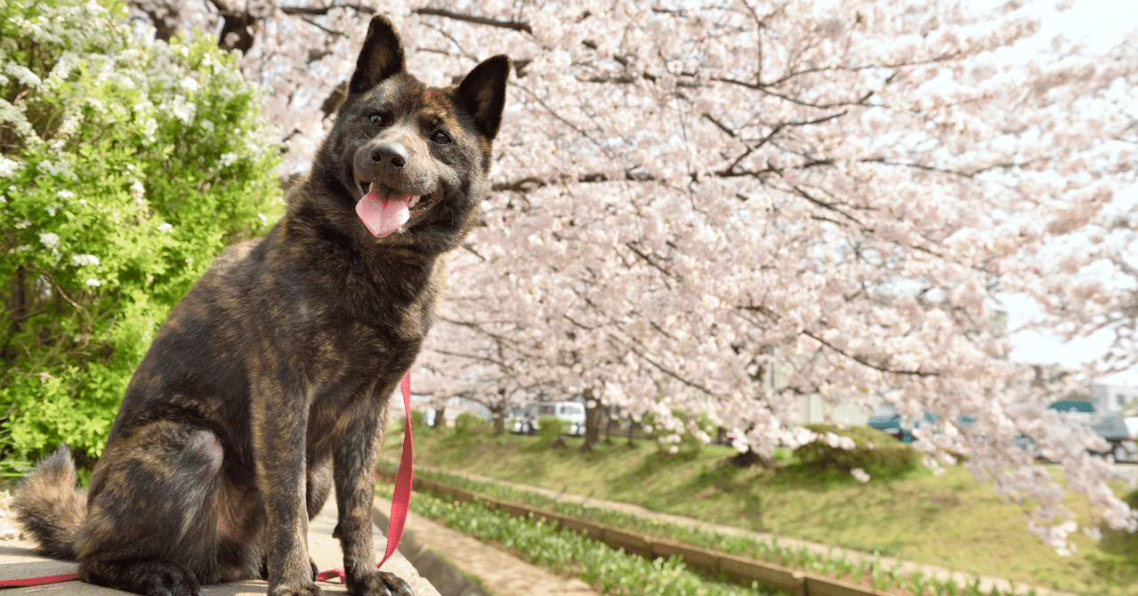 ワイルドなのに甘えっ子 甲斐犬と暮らす楽しみとは いい部屋ペット いい部屋ネット 公式 Note