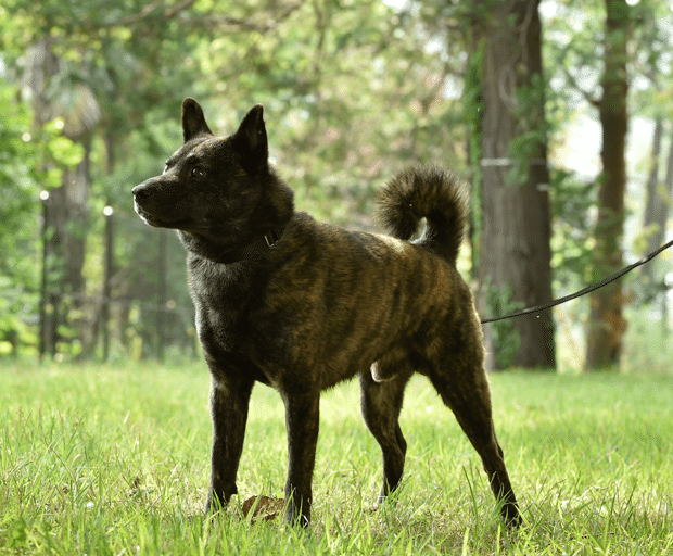 ワイルドなのに甘えっ子 甲斐犬と暮らす楽しみとは いい部屋ペット いい部屋ネット 公式 Note ワイルドなのに甘えっ子 甲斐犬と暮らす楽しみとは いい部屋ペット いい部屋ネット 公式 Note