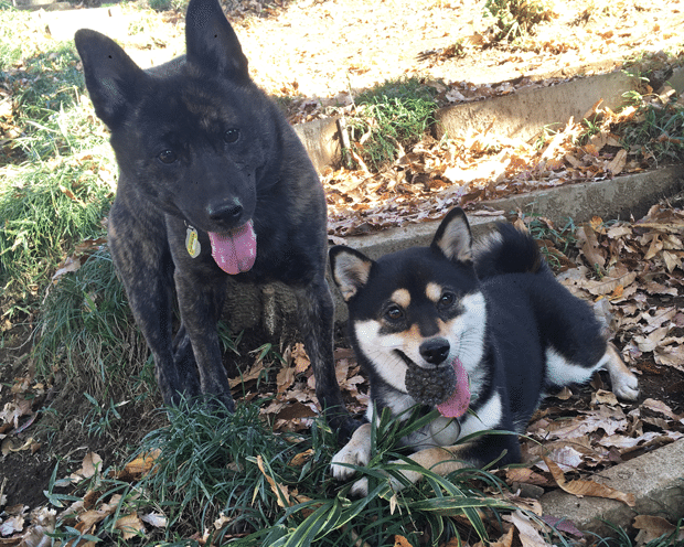 ワイルドなのに甘えっ子 甲斐犬と暮らす楽しみとは いい部屋ペット いい部屋ネット 公式 Note