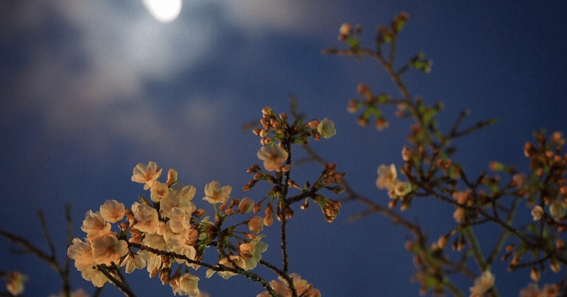 月と、桜吹雪と。