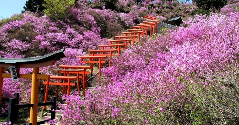 ミツバツツジ/薄ピンク【品番3299】 ミツバツツジ/薄ピンク【品番3299】 コバノミツバツツジ - 菅徹夫 | 森