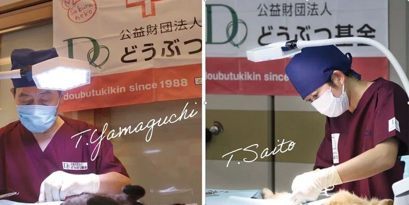 さくらねこの活動 Npo法人あおぞら Note