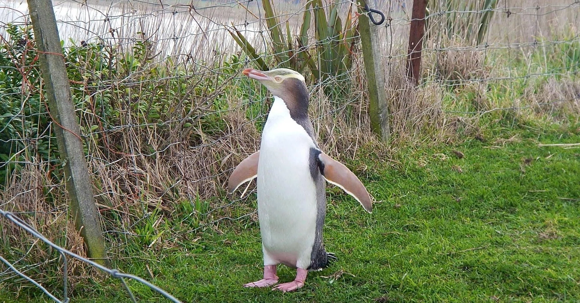 灯台と柵越しのキガシラペンギン｜きぃ起世美