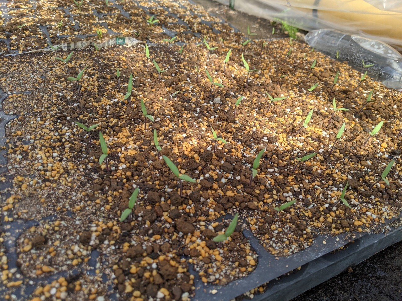 農業日記 芽が出たのと種まき21 4 7 こやむ Note