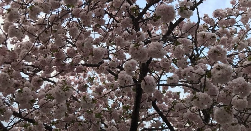 りんこの日常ブログ 鳥居りんこ Note