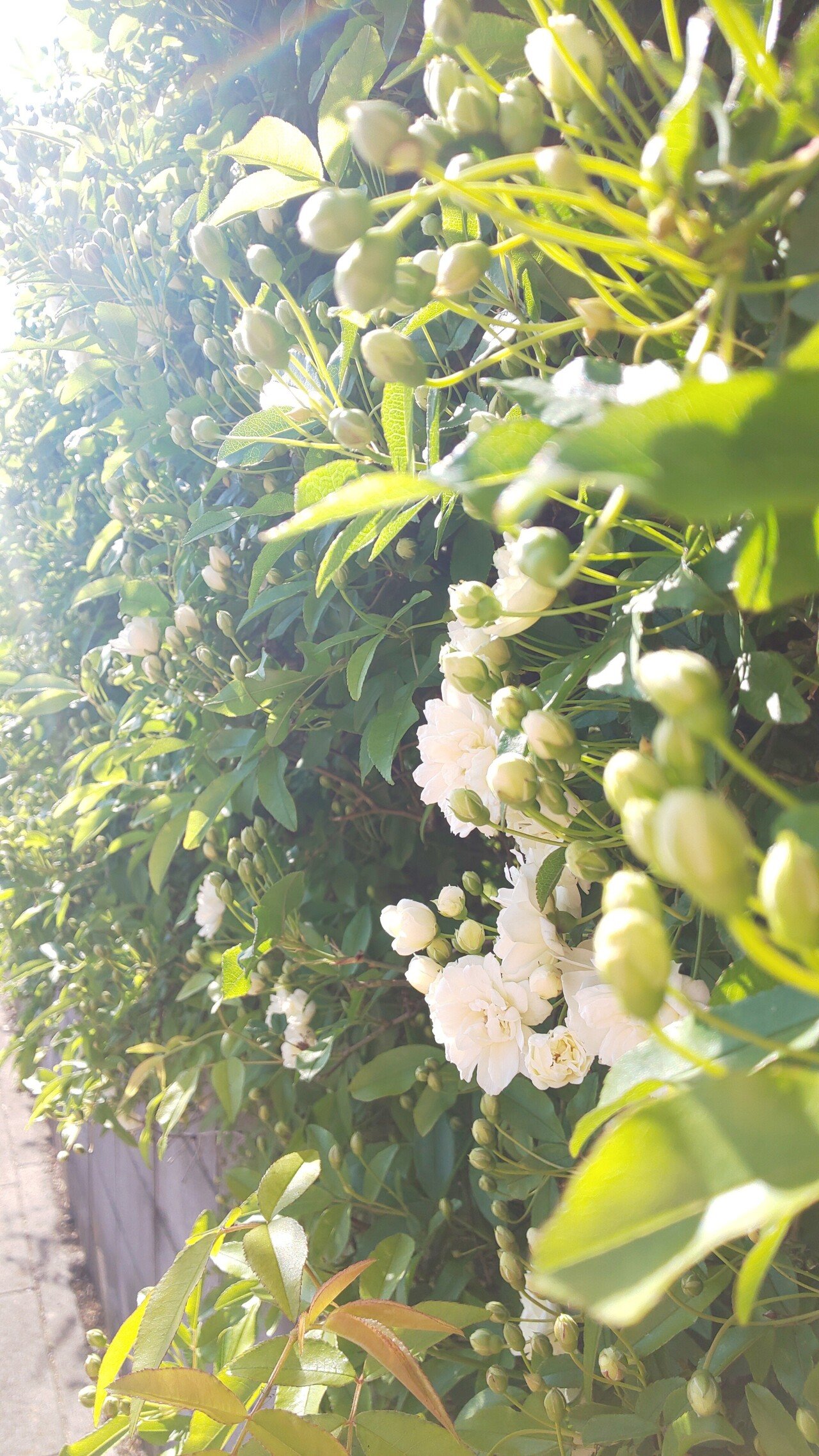 モッコウバラ 白色 香りの季節になりました 通りかかっただけで ふんわりよい香り 黄色の方は香りは控えめね Masao Note