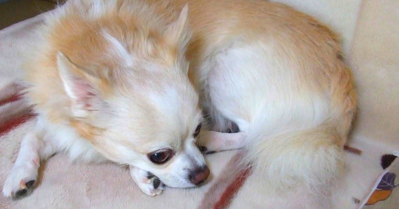 犬の慢性腎臓病 の新着タグ記事一覧 Note つくる つながる とどける