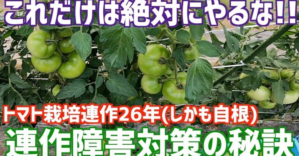 連作障害ってなんで起こるの 連作障害の原因と対策 トマト 井上寅雄農園 井上隆太朗 Note
