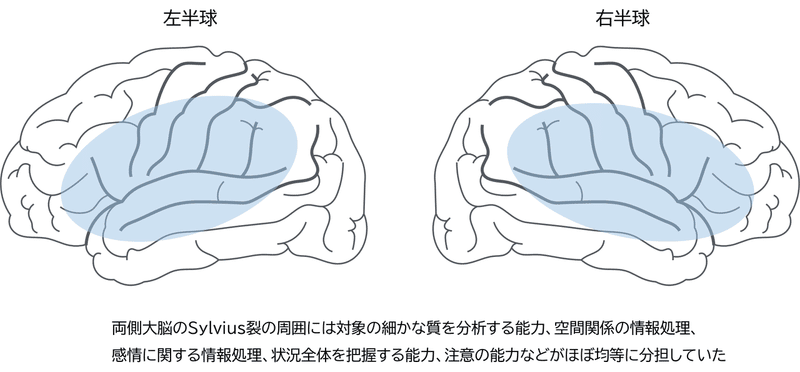 脳の進化