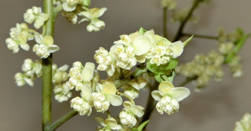 青文字の花だよ サトコ Note 青文字の花だよ サトコ Note