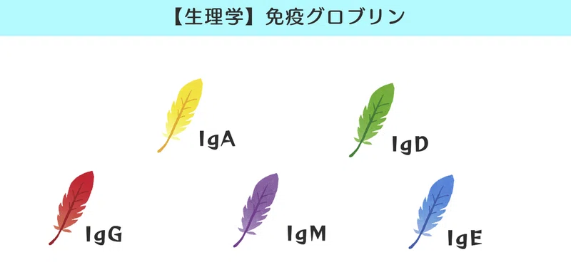 生理学 図解 イラスト とゴロで簡単 免疫グロブリン Iggamde の覚え方 森元塾 国家試験対策 Note