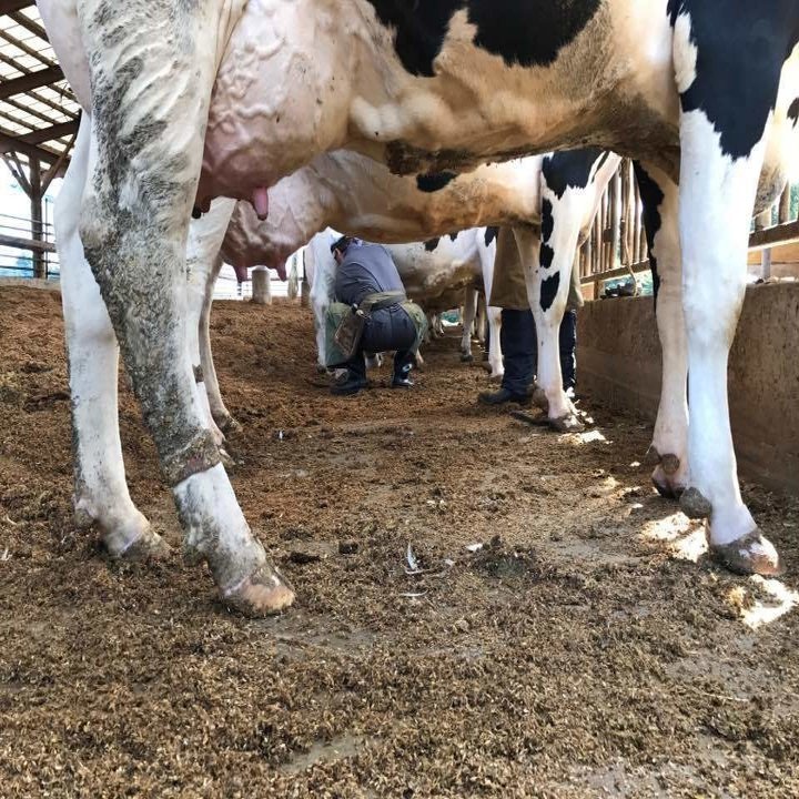 牛の削蹄師 爪を切るのは 牛を愛でる人たち 福島県新地町にて 岩佐 文夫 Note