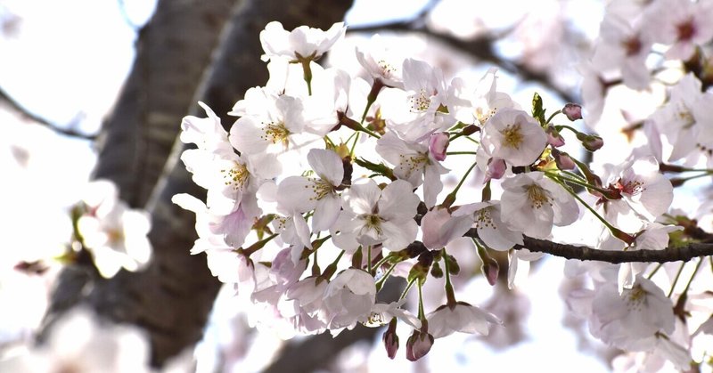 朝「行きたくない！」と泣く子の、お母さんへ。