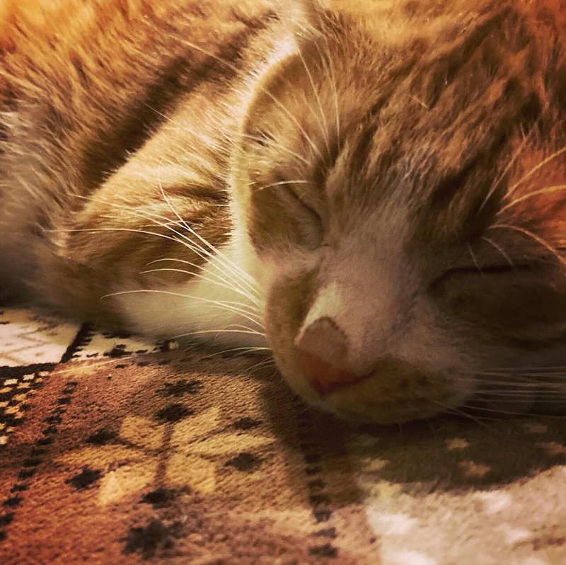 ペットを飼う上で気になること 久村俊一 あひるの自然飼育レポート Note