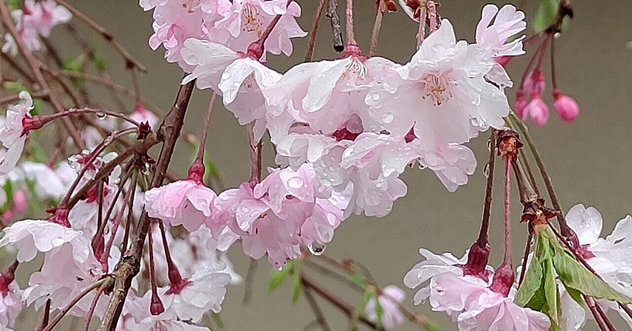 海棠の雨に濡れたる風情 かえる Note