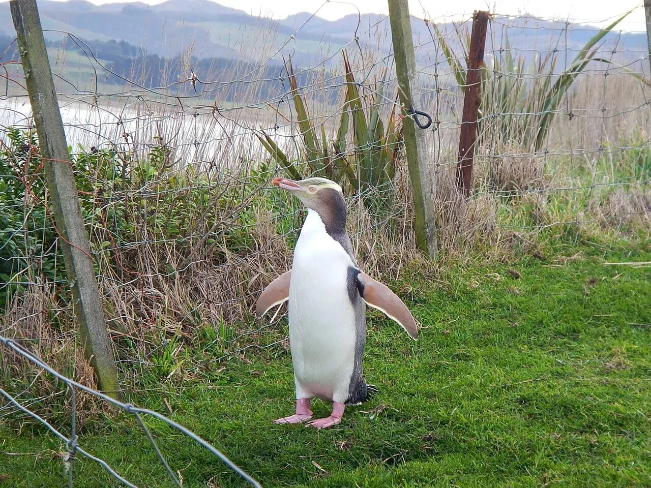 灯台と柵越しのキガシラペンギン｜きぃ起世美