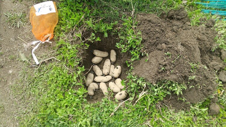 １月末くらいにホームセンターで種芋購入してて、３月入ったら植え付けようと待機してたジャガイモ。諸事情で３月は菜園へ行けず明らかに適期逃しました。とは言え、ただ破棄するのはもったいないので密植実験することにしました。50cm角深さ30cm位の穴を掘り、そこに種芋を整列。