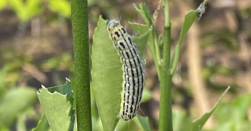 青虫 の新着タグ記事一覧 Note つくる つながる とどける