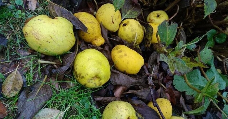 花梨 の新着タグ記事一覧 Note つくる つながる とどける