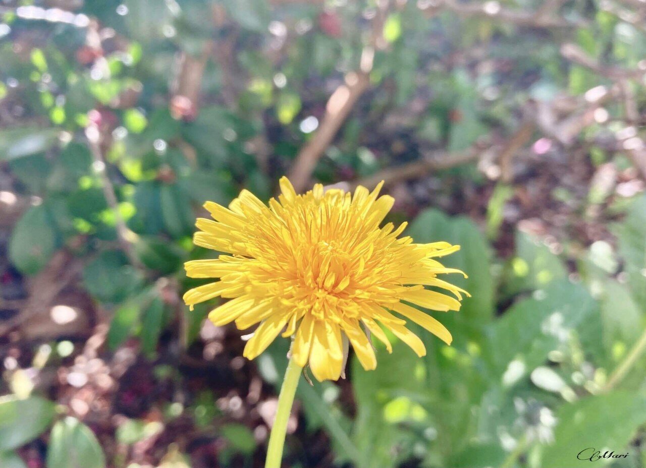 Dandelion Adultchildrenlab Note Dandelion Adultchildrenlab Note