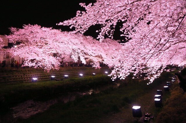 3時間だけ見れる光景？東京・野川の桜ライトアップ｜にしきかむろ
