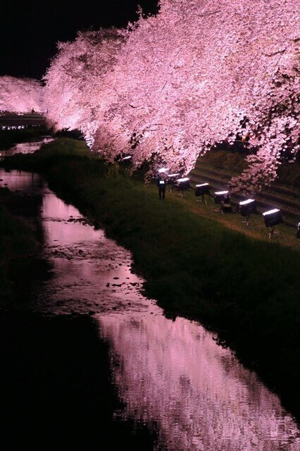 3時間だけ見れる光景？東京・野川の桜ライトアップ｜にしきかむろ