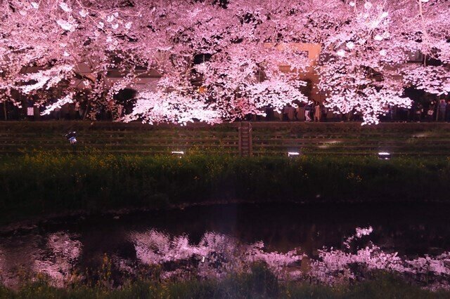 3時間だけ見れる光景？東京・野川の桜ライトアップ｜にしきかむろ