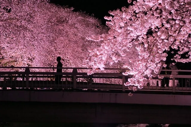 3時間だけ見れる光景？東京・野川の桜ライトアップ｜にしきかむろ