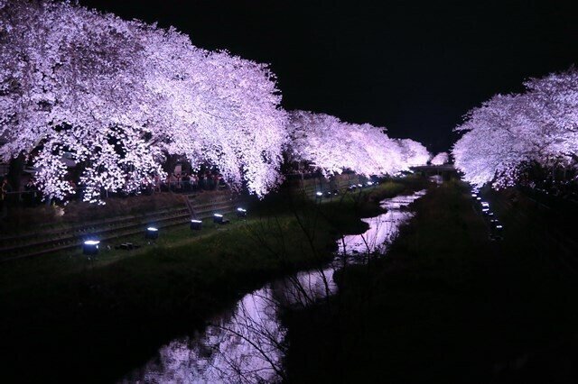 3時間だけ見れる光景？東京・野川の桜ライトアップ｜にしきかむろ