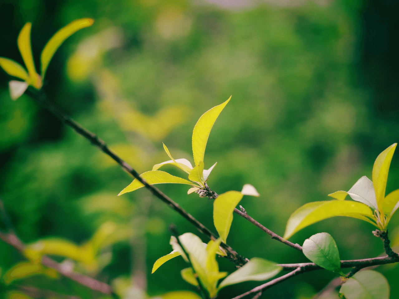 新緑 みんなのフォトギャラリー素材 星の汀で検索してね 星の汀 ほしのみぎわ Note