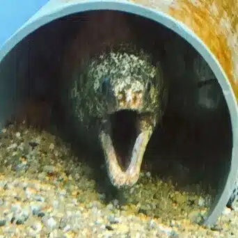 うつぼ