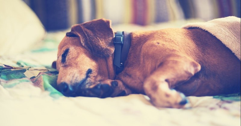 犬がチョコレートを食べたときの症状と応急処置 日本生活環境支援協会 日本生活環境支援協会 Note