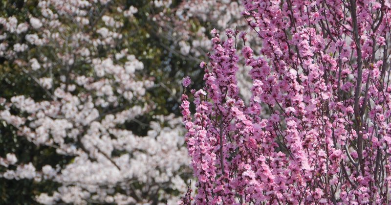 海軍道路と桜並木と花々