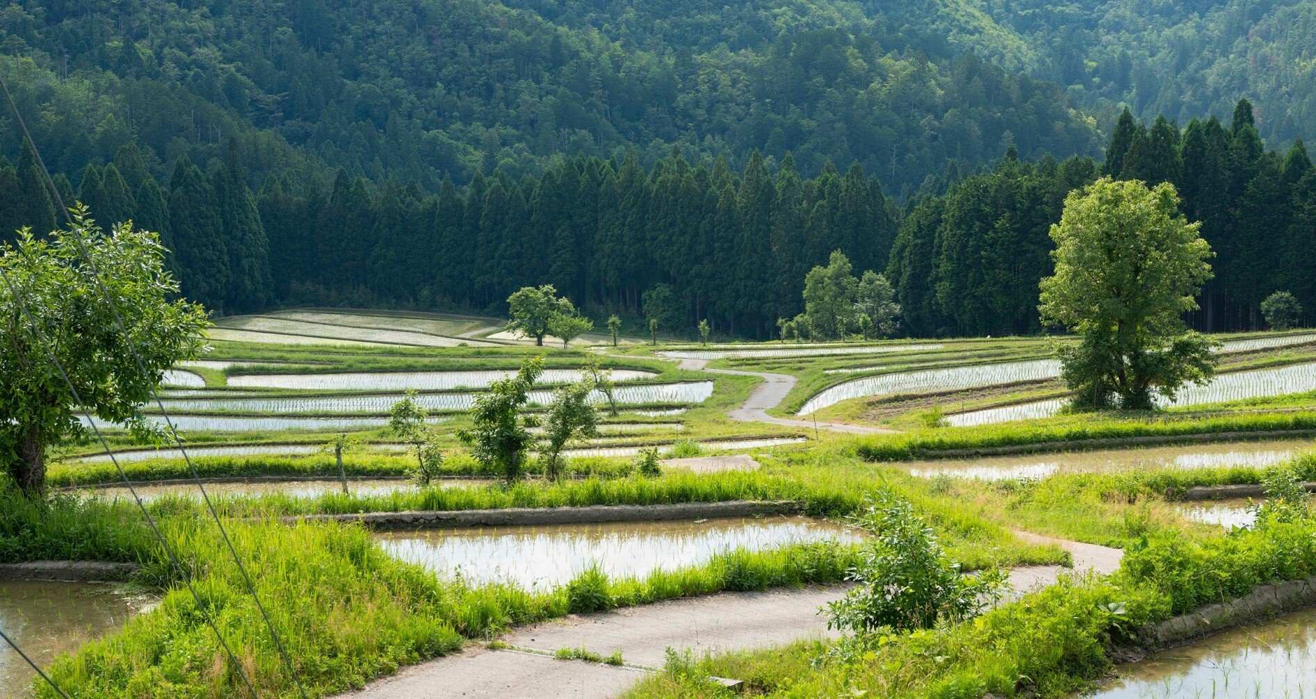 a1fd6987c3b6df5a112c205325e715