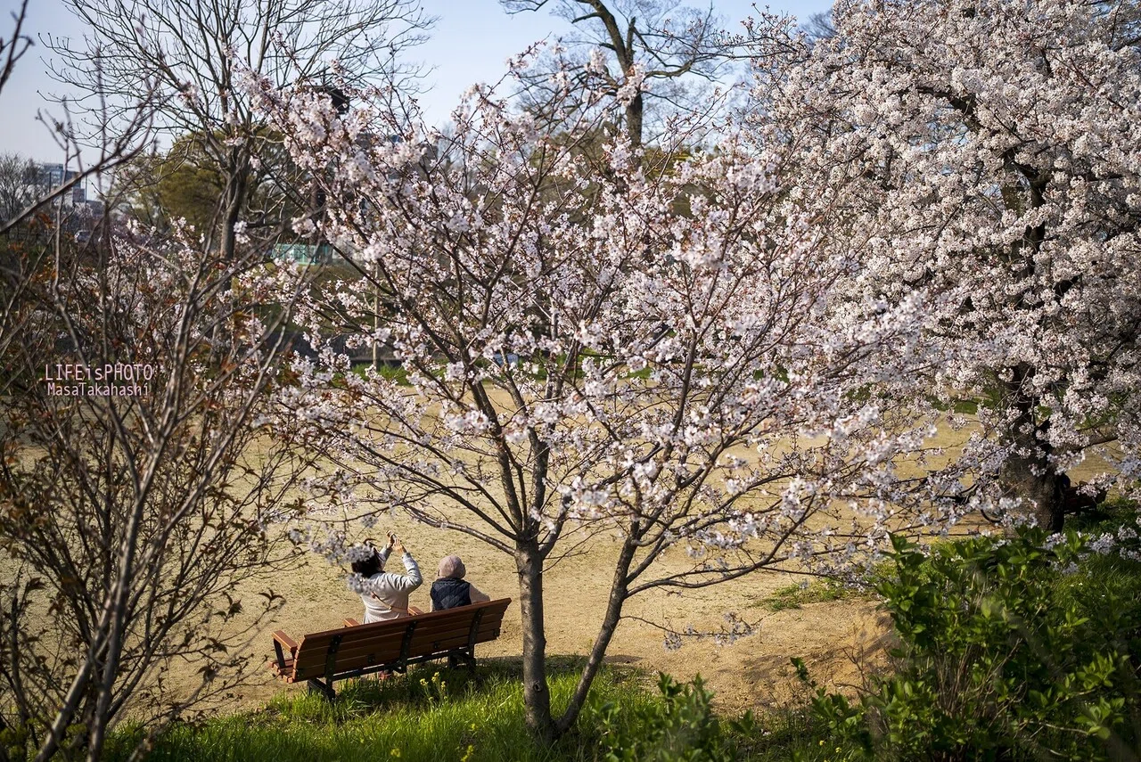 静かに桜を愛でる人たち Life Is Photo 高橋正徳 Note