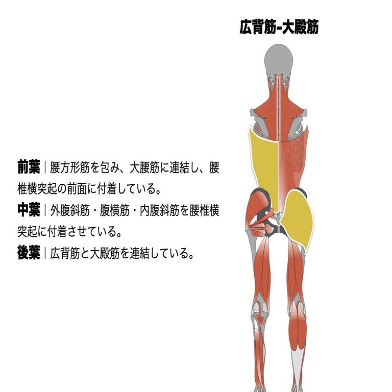 体幹機能で考慮したい胸腰筋膜と呼吸 平 純一朗 理学療法士 アスレティックトレーナーnote Note