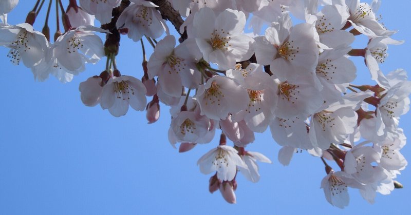 春のポップアップショップ 帰ってきた柏 かこ Note