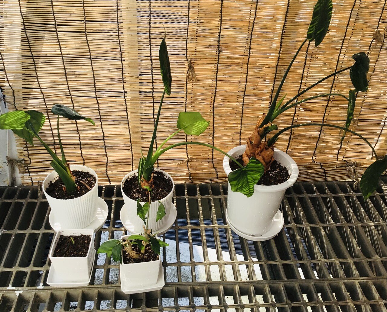 クワズイモちゃんの株分けと ハイビスカスのサイズダウン ついでに株分け をした パームヤシとサンスベリアは明日やる Yorusan Note クワズイモちゃんの株分けと ハイビスカスのサイズダウン ついでに株分け をした パームヤシとサンスベリアは明日やる Yorusan Note