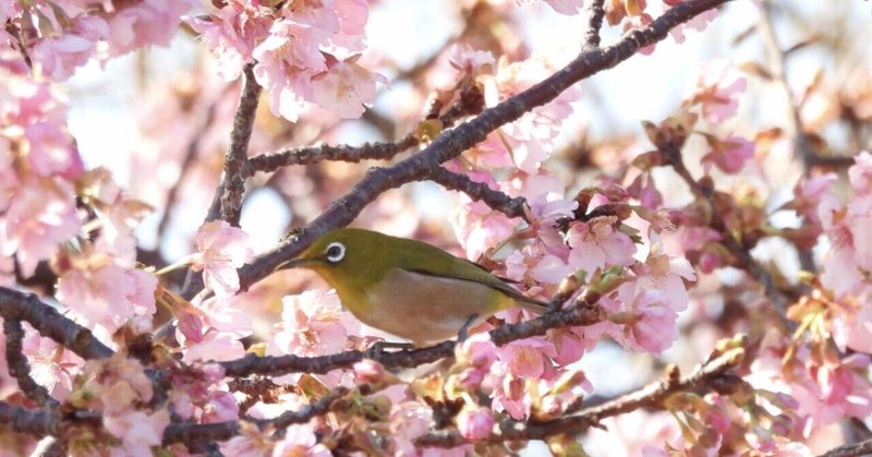 桜見は 君想う時 枕元に込めた愛 Aki Yo Note 桜見は 君想う時 枕元に込めた愛 Aki Yo Note