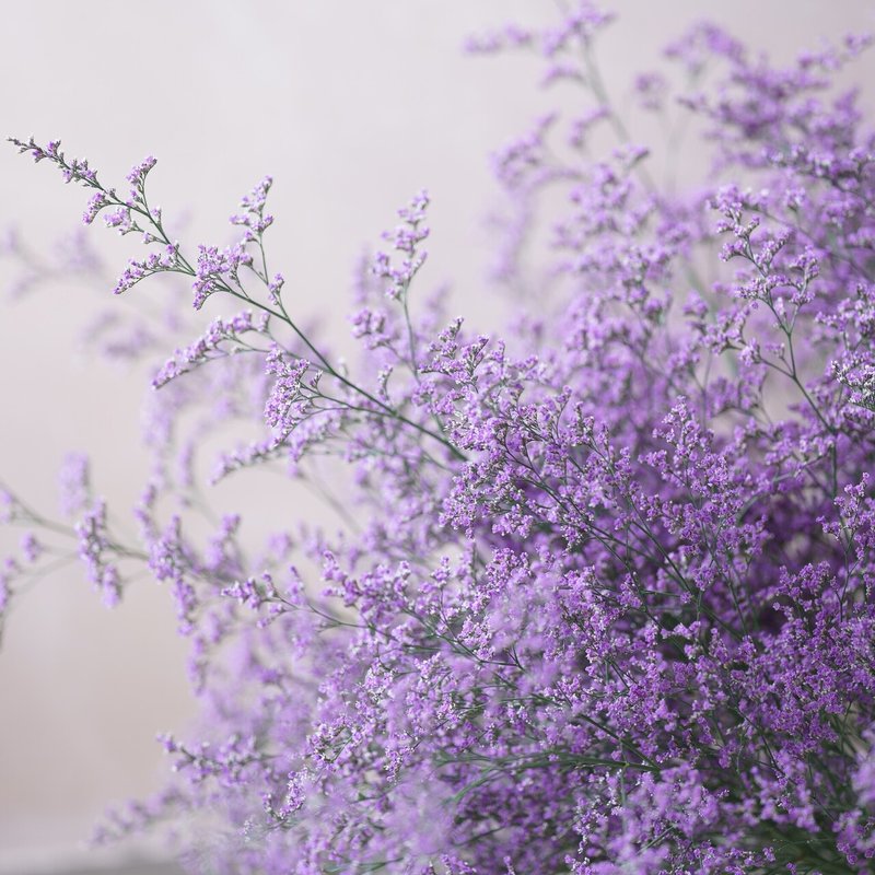 ドライフラワーにしやすいお花の定期便 4月の紹介 Greenpiece Note ドライフラワーにしやすいお花の定期便 4月の紹介 Greenpiece Note