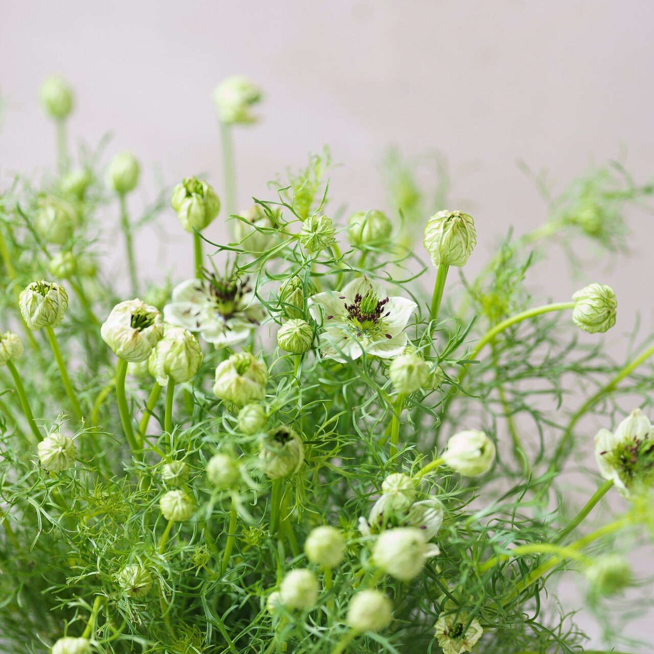 ドライフラワーにしやすいお花の定期便 ４月の紹介 Greenpiece Note