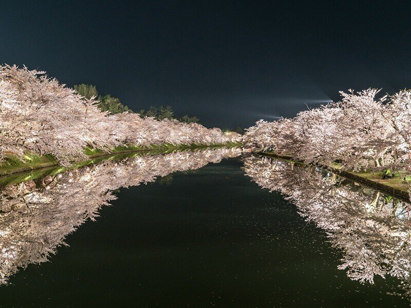 春を楽しむ 桜の絶景 マイバケーション 旅の企画室 Note