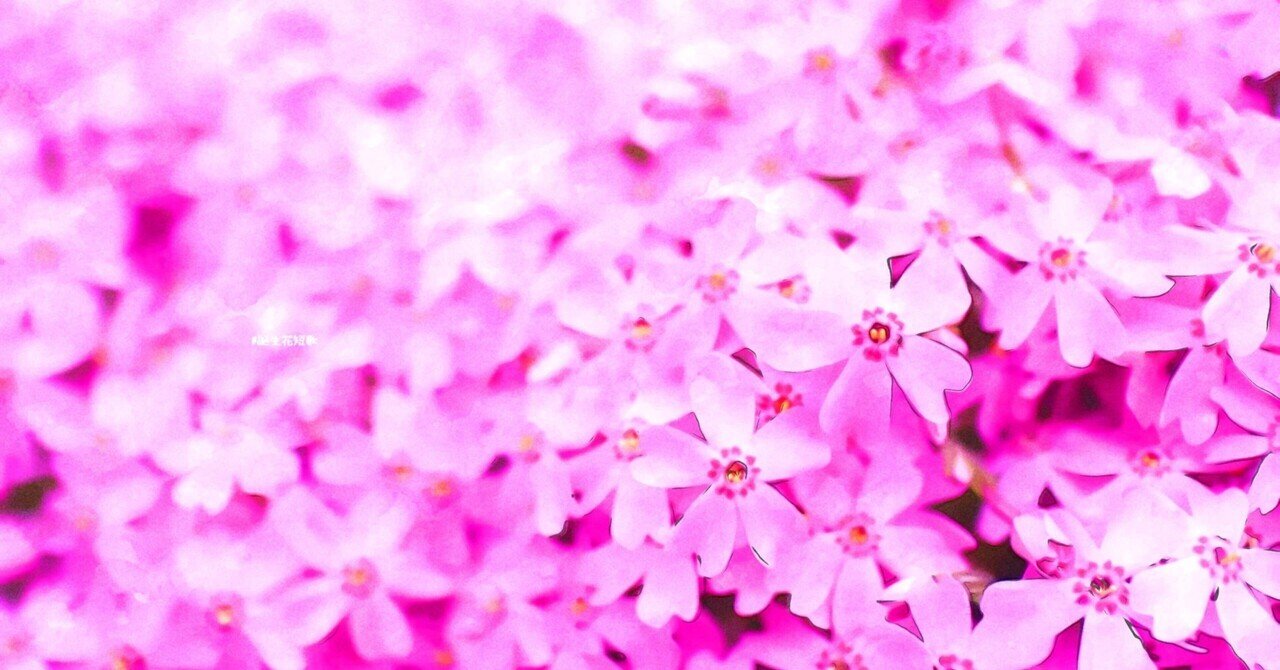 4月8日 誕生花は芝桜 誕生花短歌 御子柴 流歌 Note