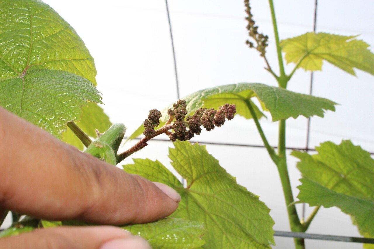 ぶどう用語集 写真付き 戸田果樹園シャインマスカットの学校 Note ぶどう用語集 写真付き 戸田果樹園シャインマスカットの学校 Note