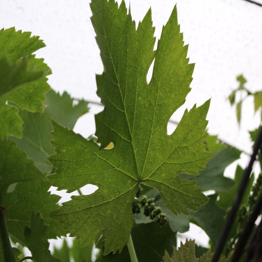 ぶどう用語集 写真付き 戸田果樹園シャインマスカットの学校 Note