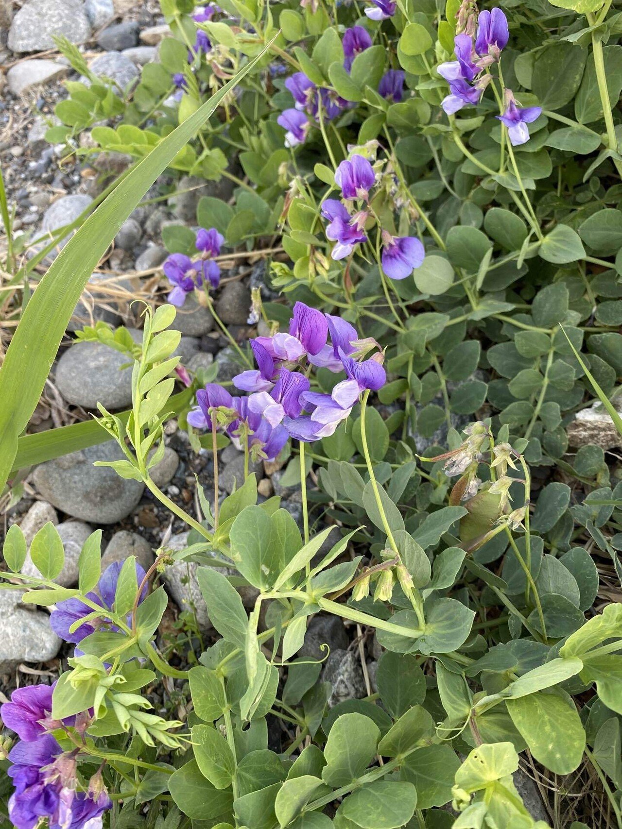 ハマエンドウ 海辺を歩いていると咲いてた紫色のキレイな花 花言葉は 人とは違う個性を好きになってほしい カッコイイ花言葉 一気に好きになってしまった笑笑 植物の魅力に日々気付かされてる Mi A Note ハマエンドウ 海辺を歩いていると咲いてた紫色のキレイな花 花言葉は 人とは違う個性を好きになってほしい カッコイイ花言葉 一気に好きになってしまった笑笑 植物の魅力に日々気付かされてる Mi A Note