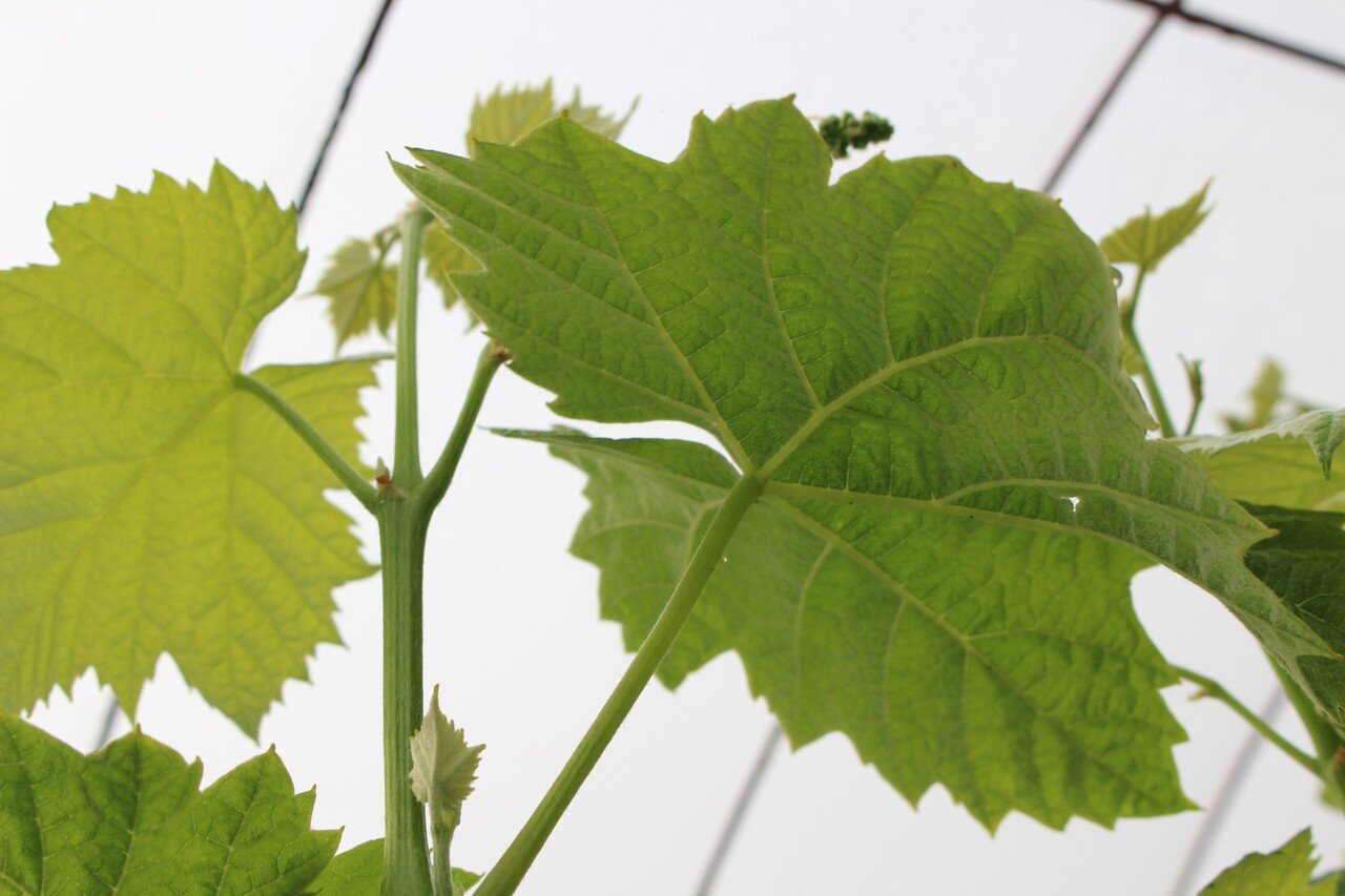 ぶどうの用語集 写真付き 戸田果樹園シャインマスカットの学校 Note ぶどうの用語集 写真付き 戸田果樹園シャインマスカットの学校 Note